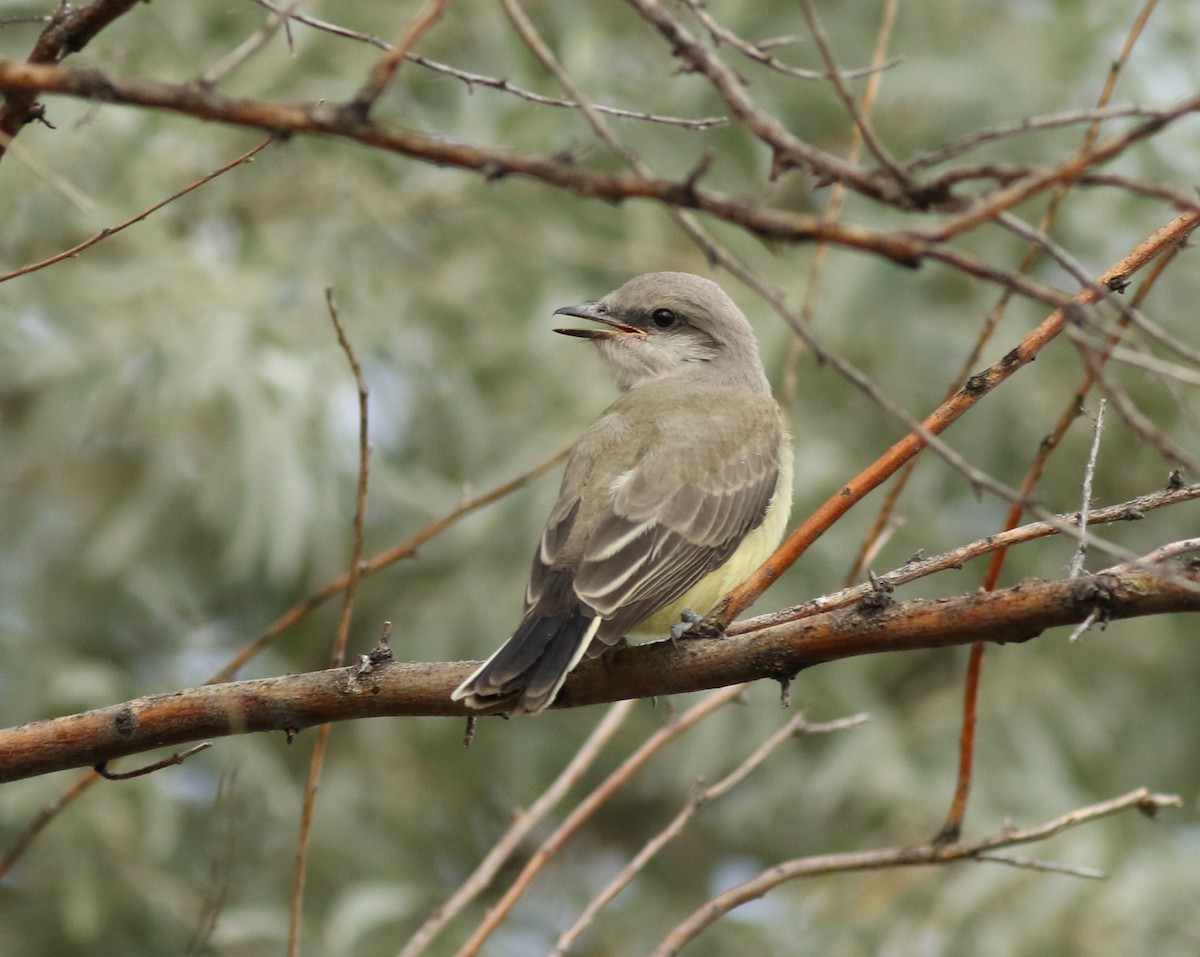 Schmalschnabel-Königstyrann - ML639235107