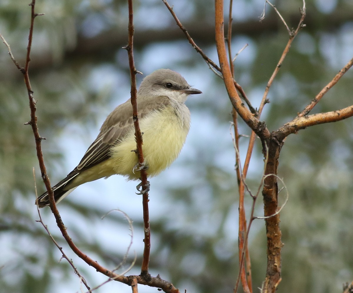 Schmalschnabel-Königstyrann - ML639235108