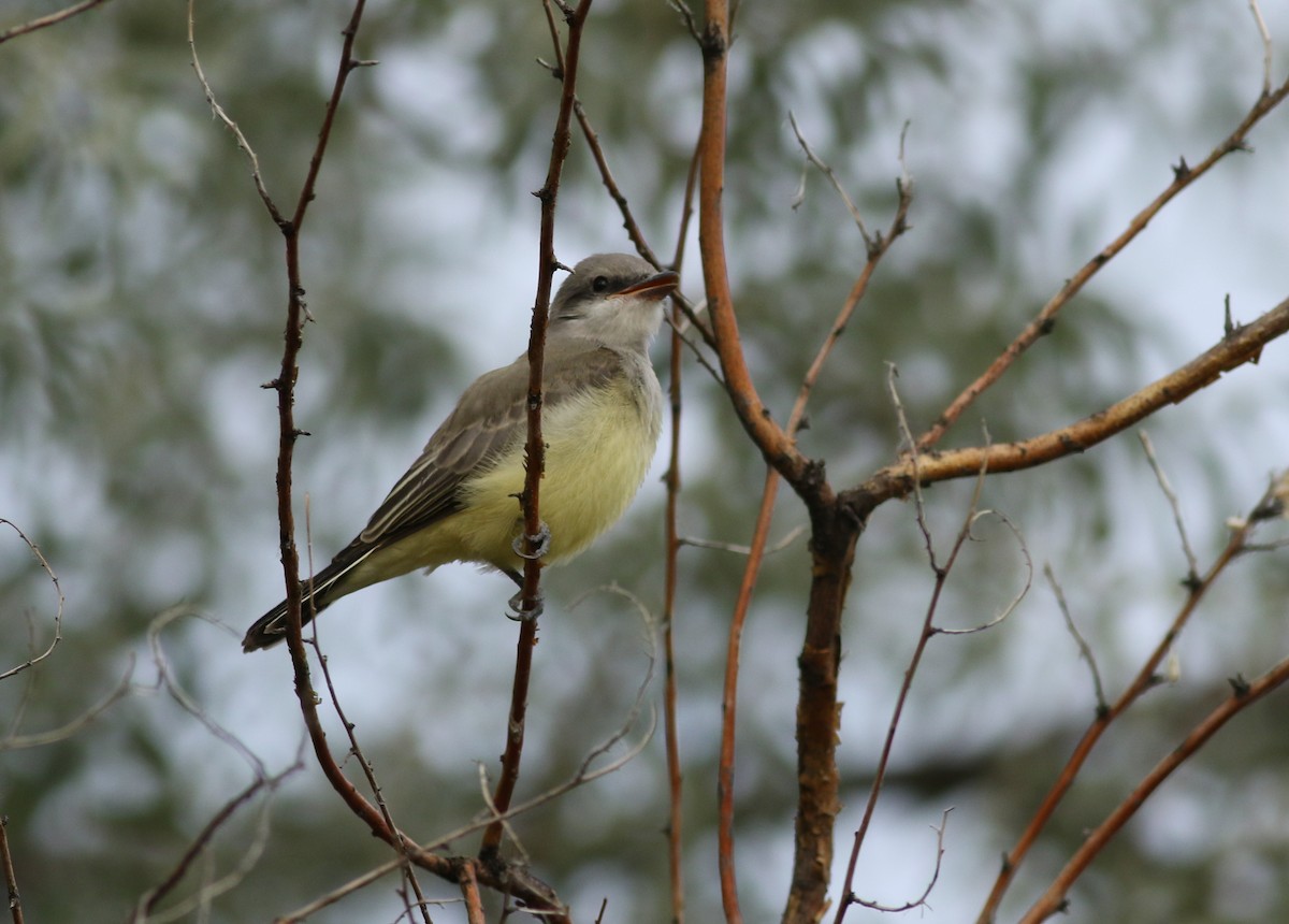 Schmalschnabel-Königstyrann - ML639235111