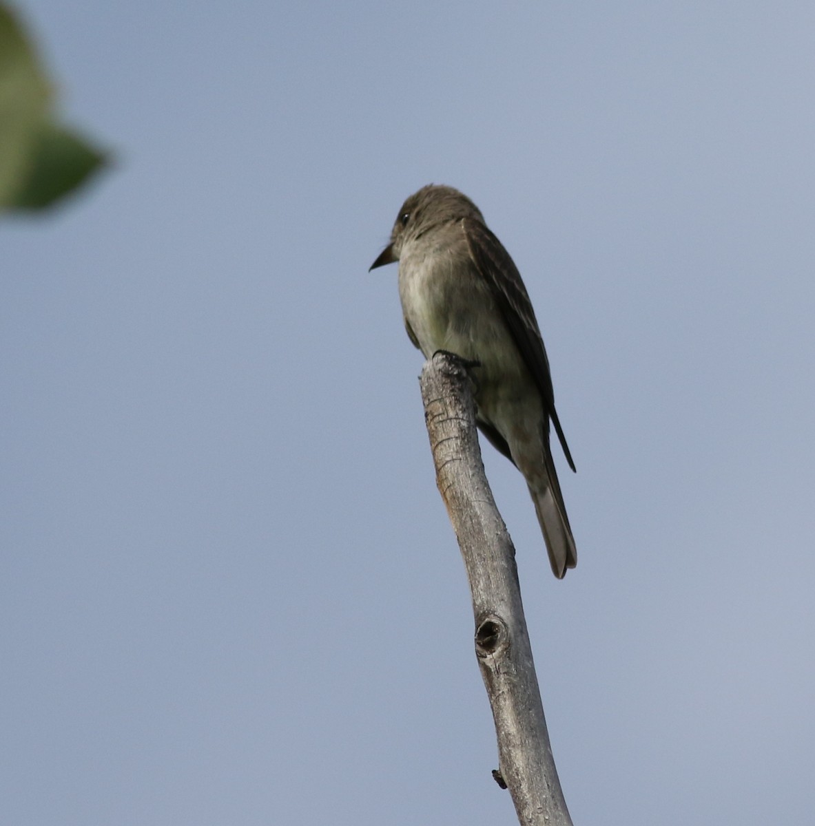 Western Wood-Pewee - ML639235183