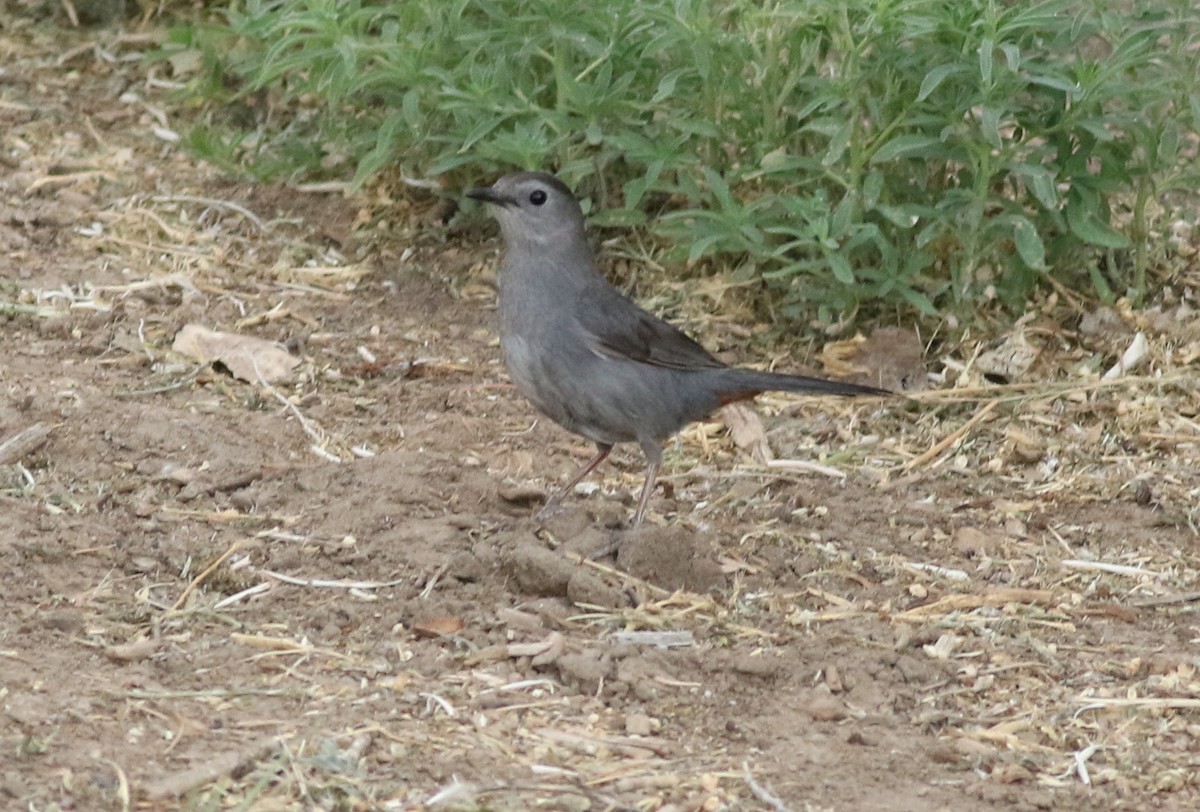Miaulari grisa - ML639235192