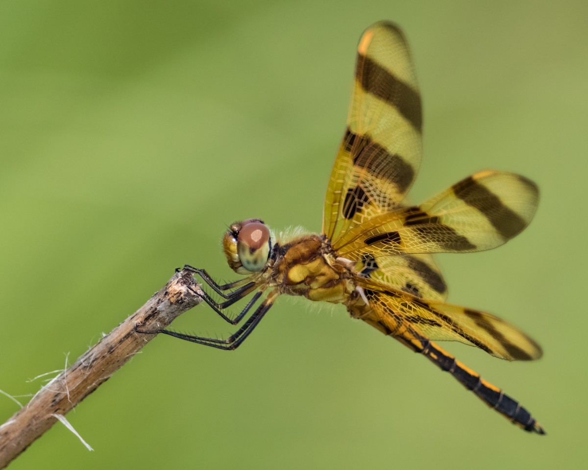 Halloween Pennant - ML639235213
