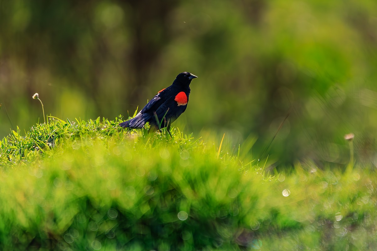 Red-winged Blackbird - ML639235443