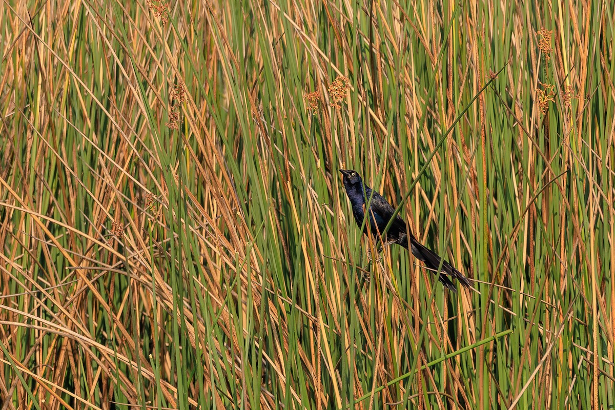 Great-tailed Grackle - ML639235447