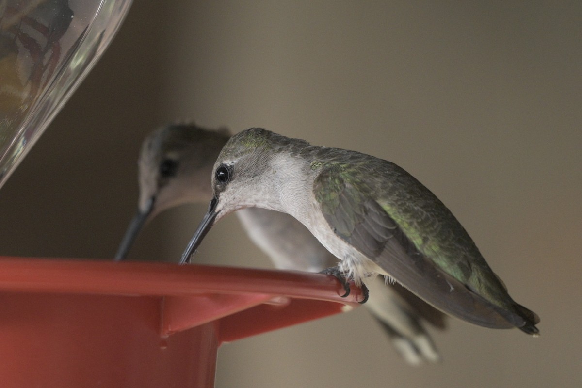 Kara Boğazlı Kolibri - ML639235583
