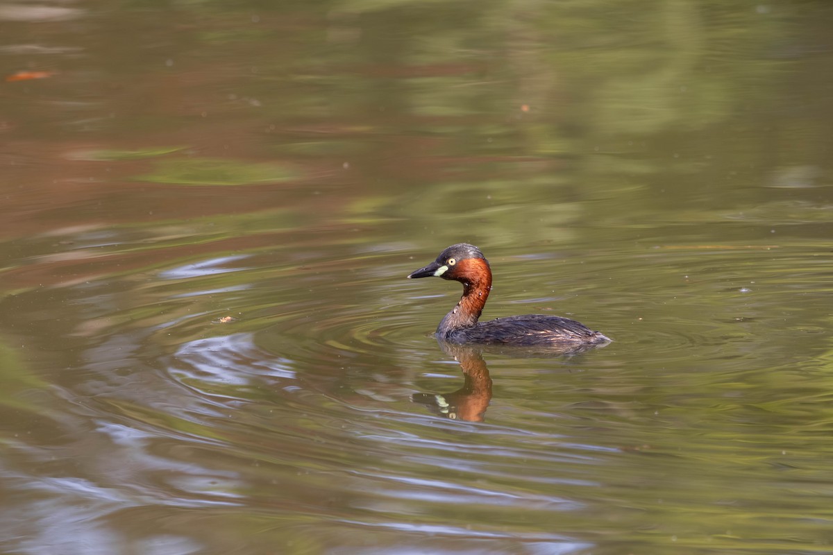 Little Grebe - ML639235624