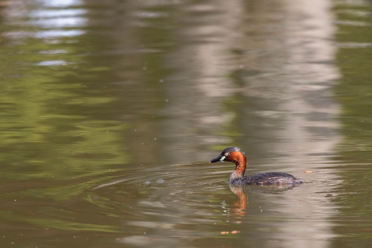 Little Grebe - ML639235625