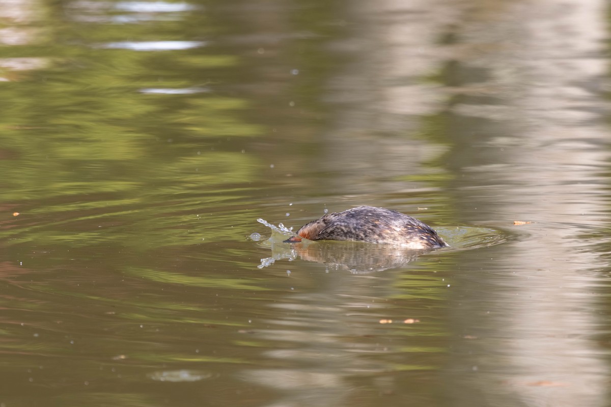 Little Grebe - ML639235626