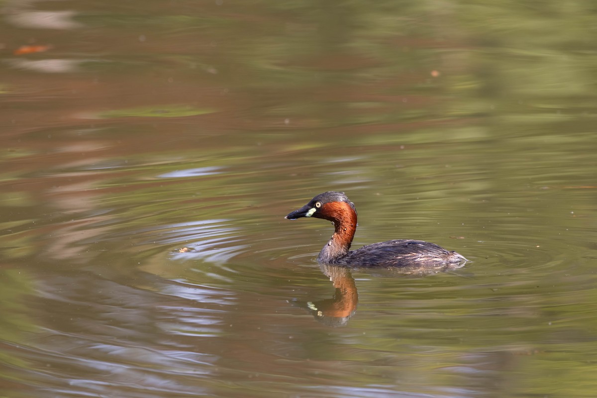 Little Grebe - ML639235627