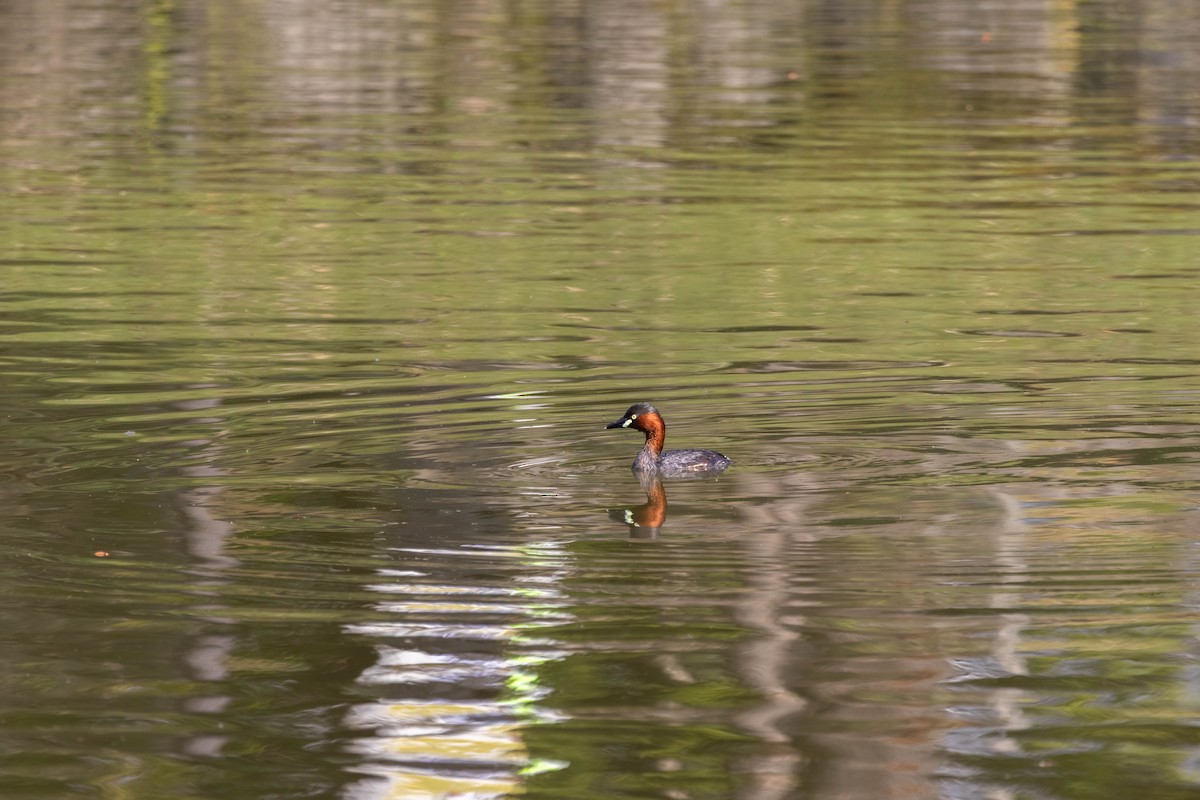 Little Grebe - ML639235628