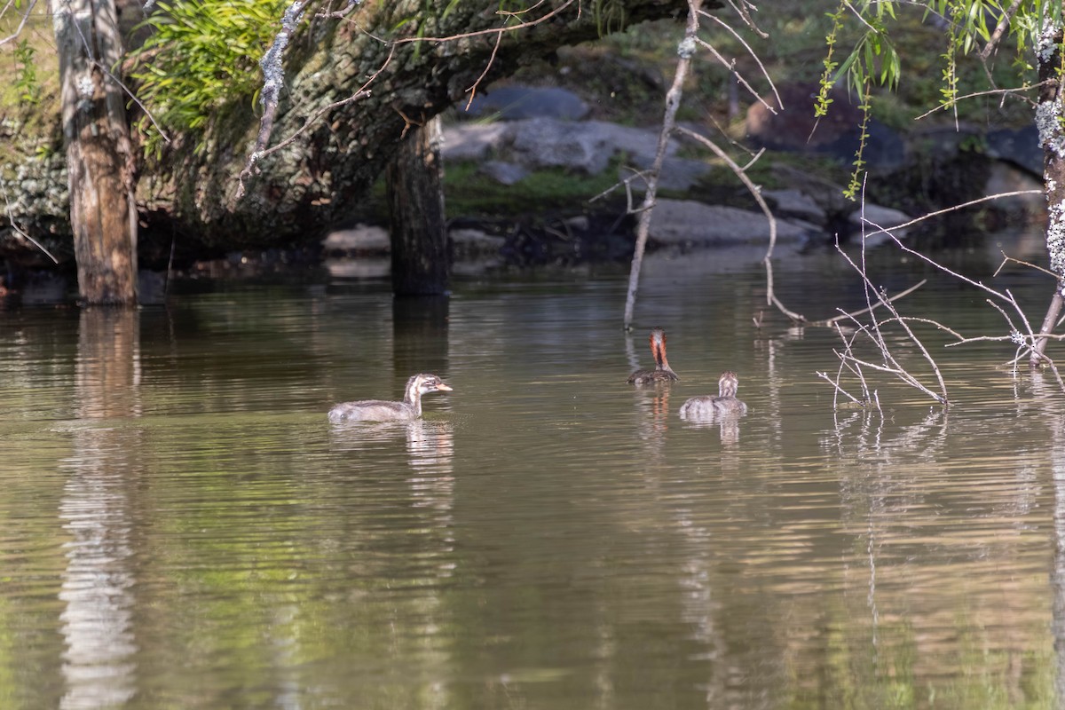 Little Grebe - ML639235629