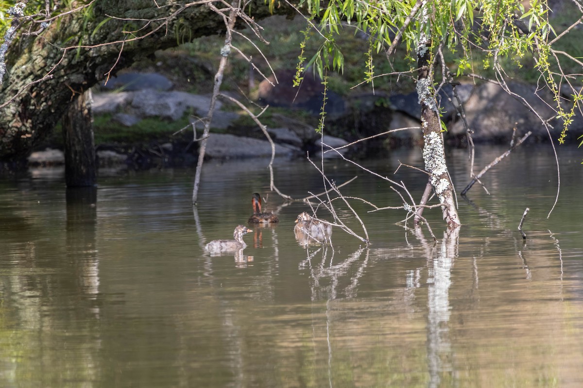 Little Grebe - ML639235630