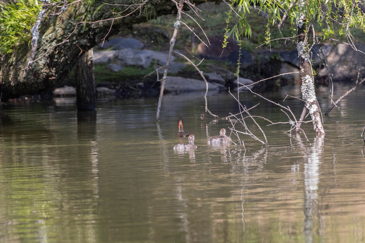 Little Grebe - ML639235631
