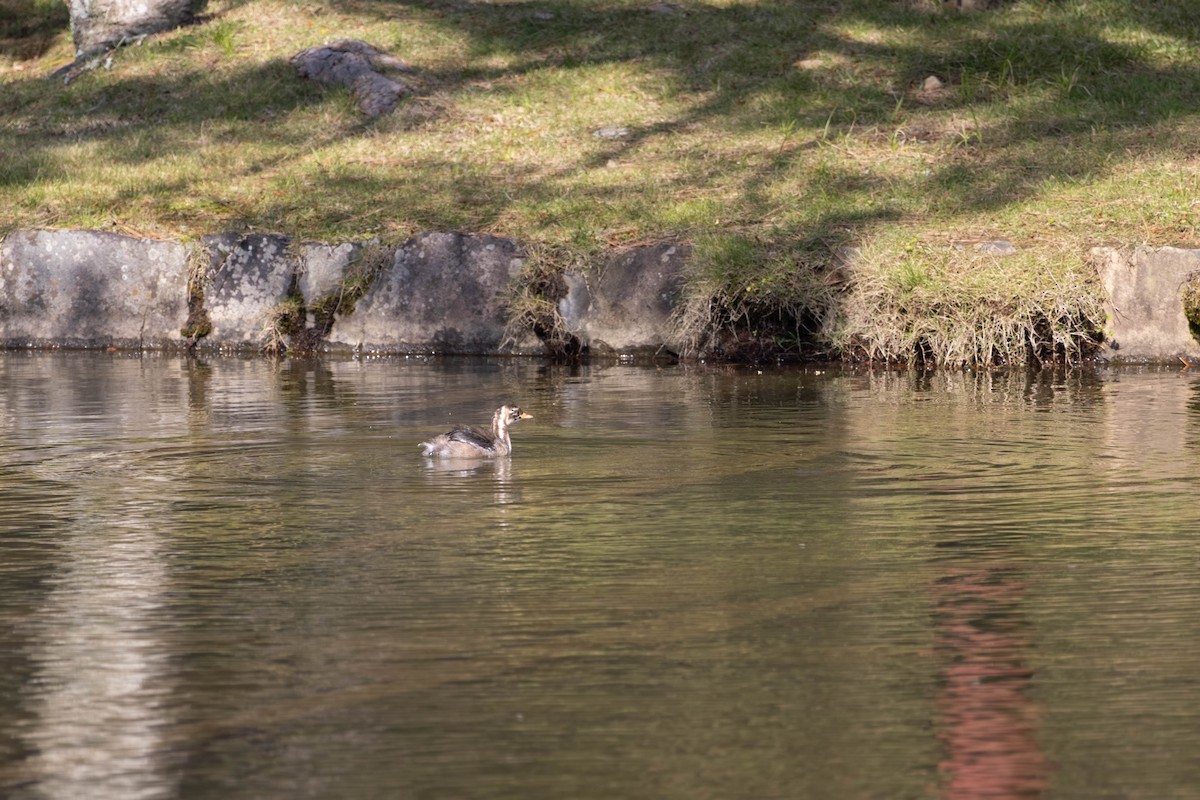 Little Grebe - ML639235632