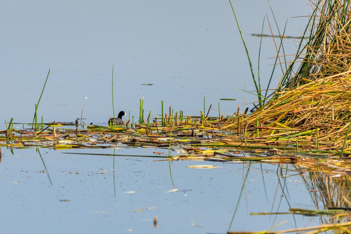 American Coot - ML639235656