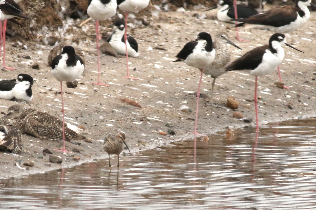 Stilt Sandpiper - ML639235692