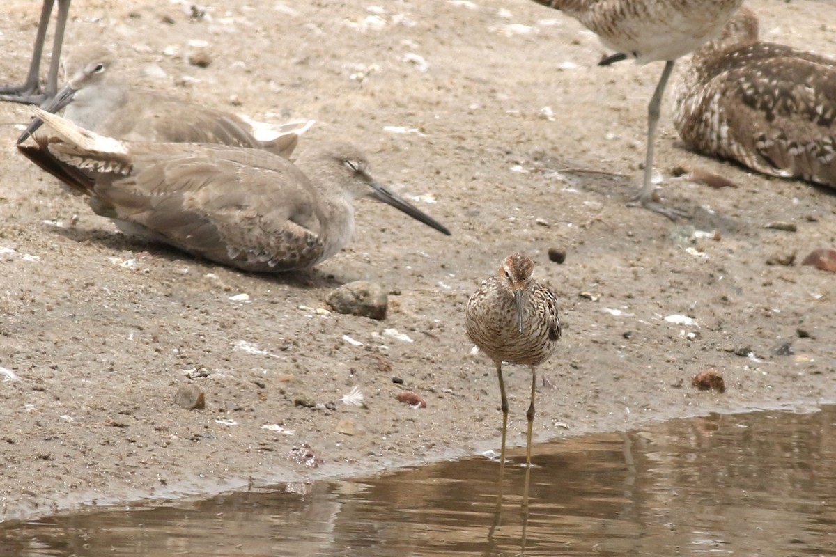 Stilt Sandpiper - ML639235694