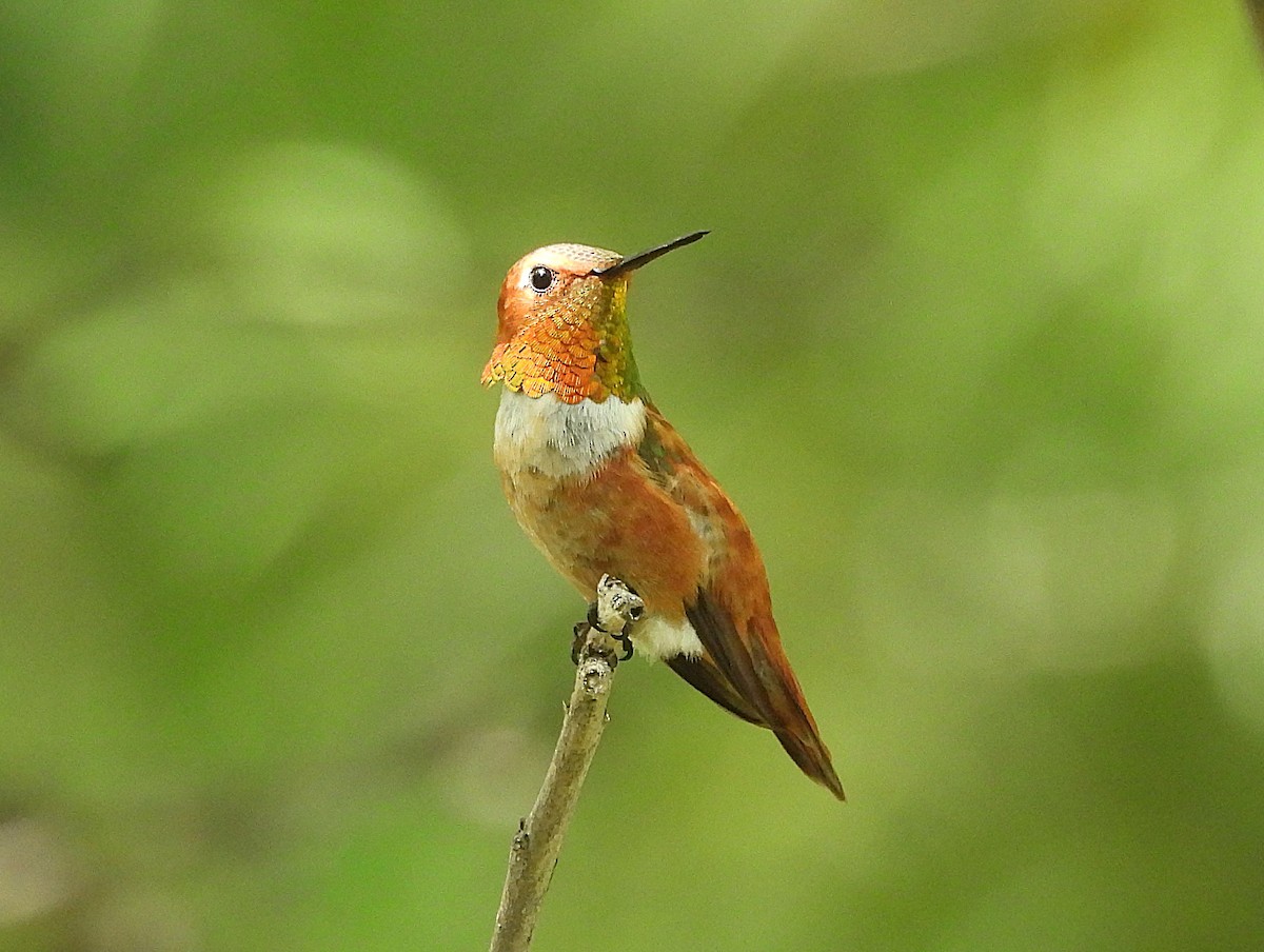 Rufous Hummingbird - ML639235738