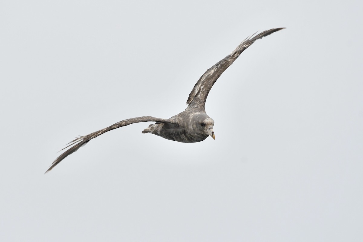 Northern Fulmar (Pacific) - ML639235894