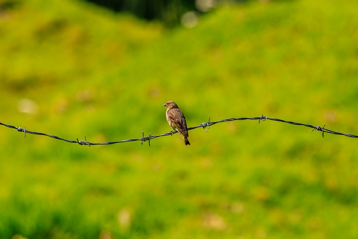 Pine Siskin - ML639235951