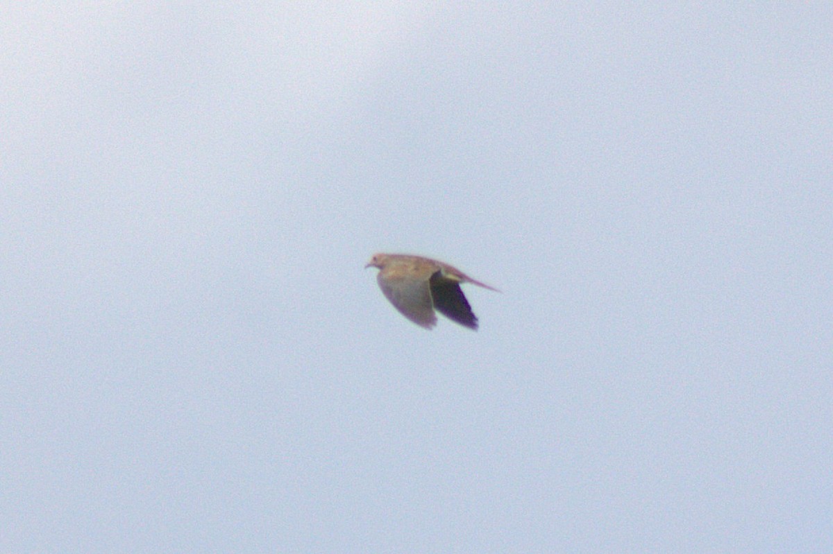Mourning Dove - ML639236300