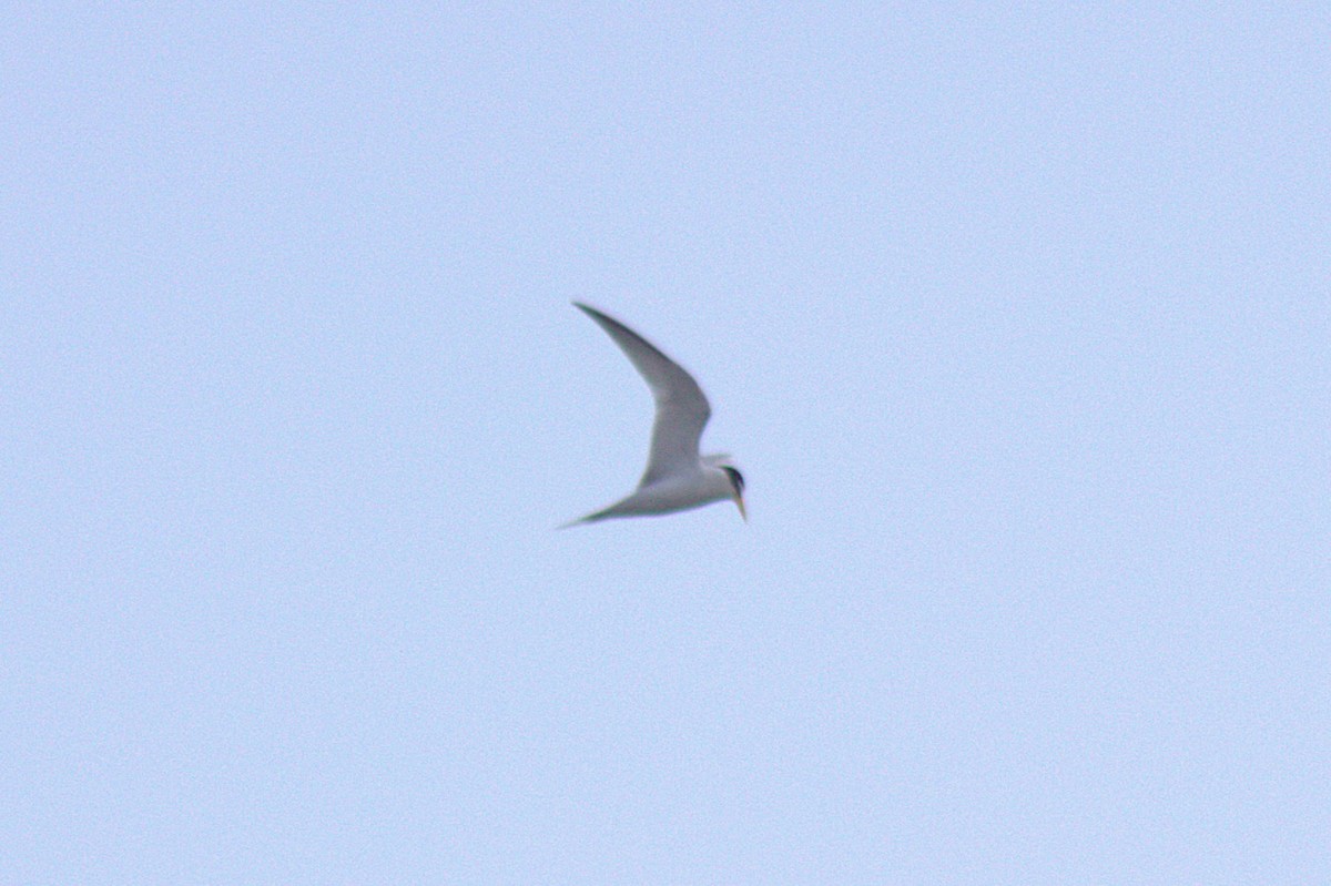 Least Tern - ML639236303