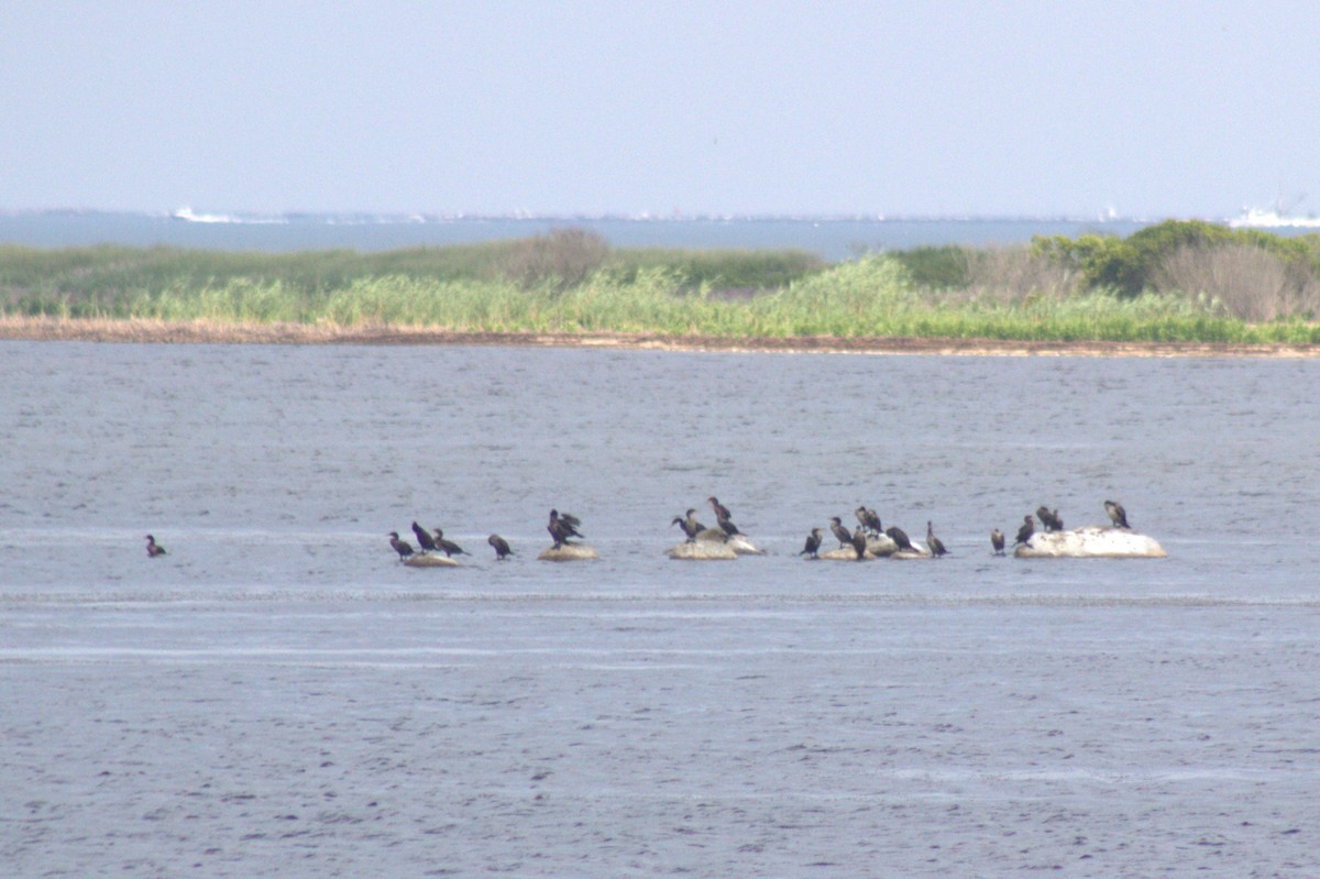 Double-crested Cormorant - ML639236306