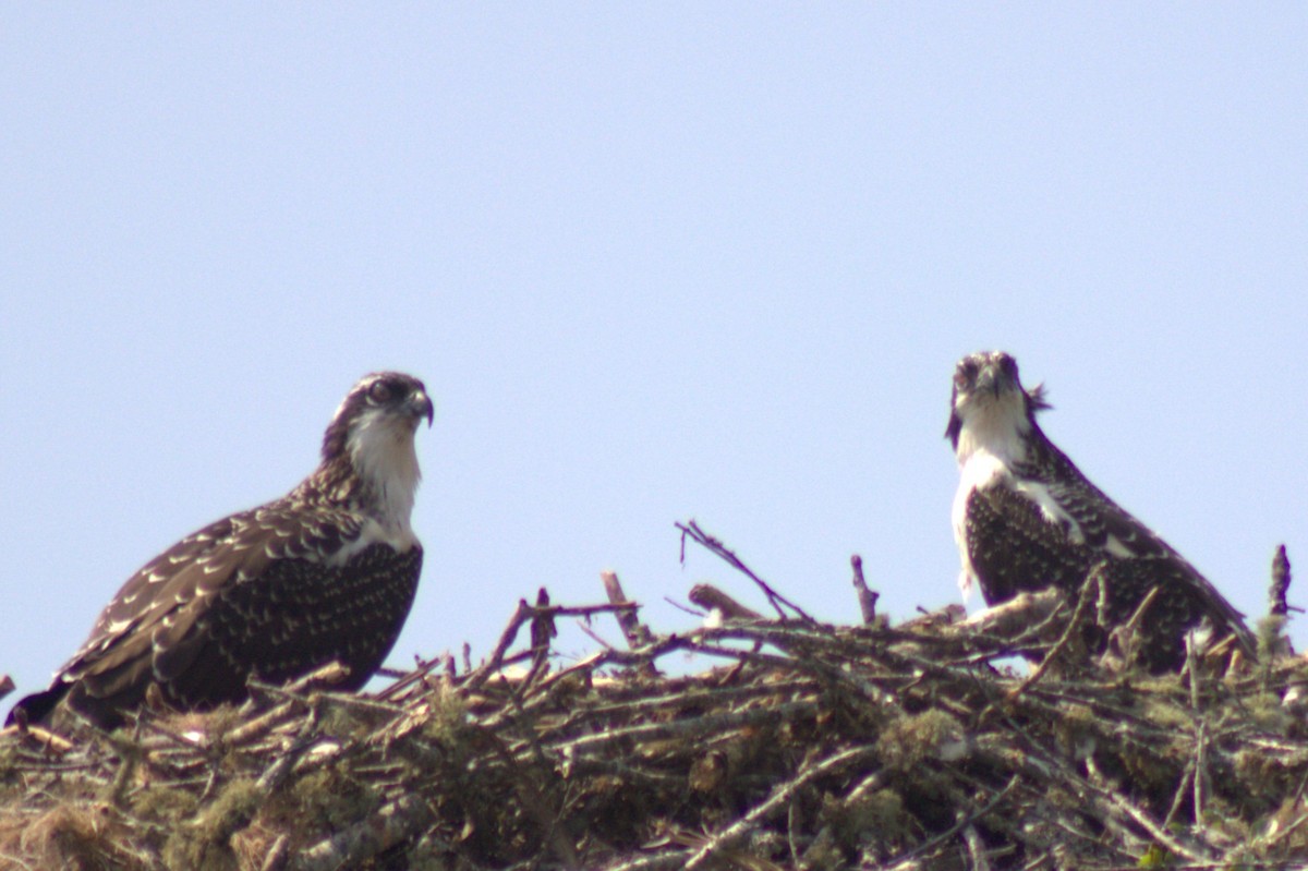 Osprey - ML639236318