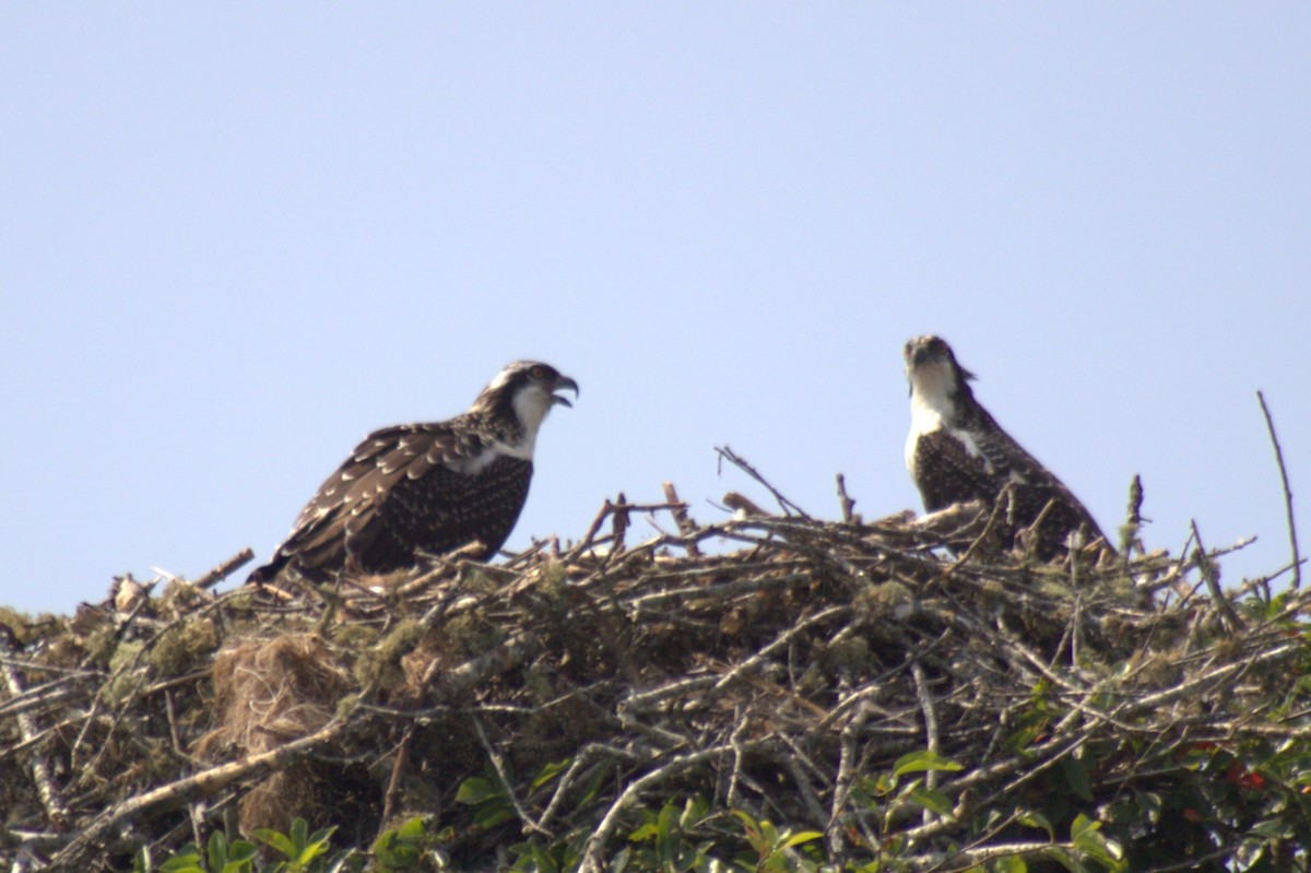 Osprey - ML639236319