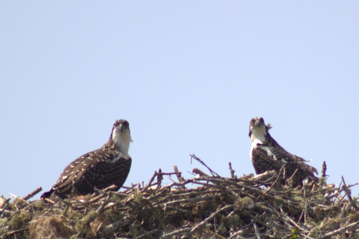 Osprey - ML639236320