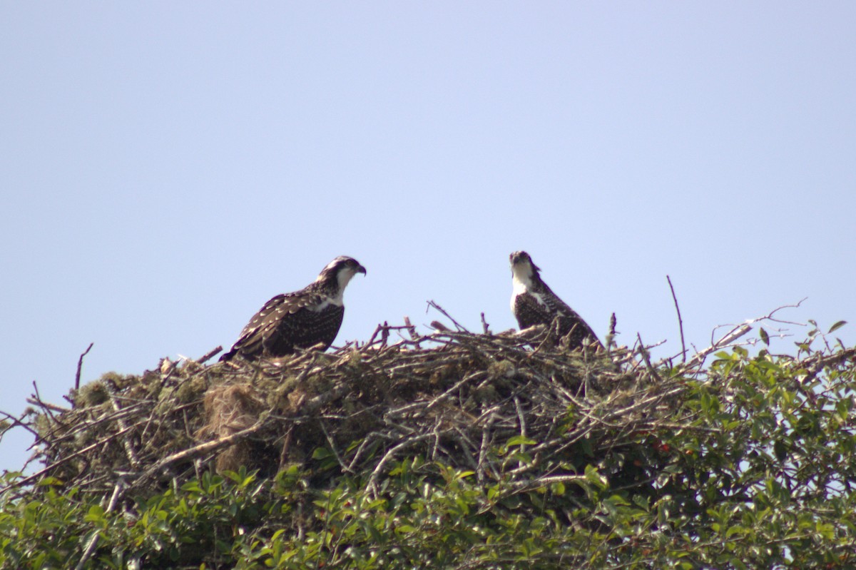 Osprey - ML639236322
