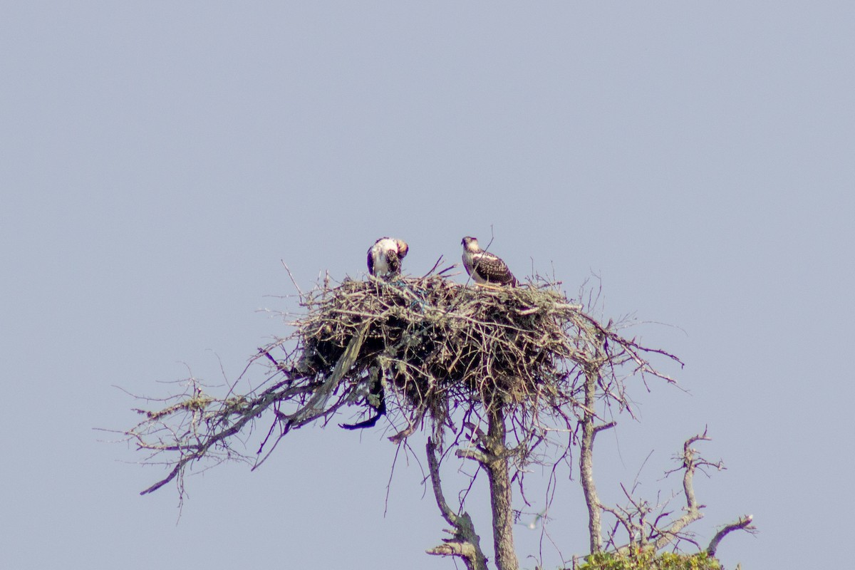 Osprey - ML639236323