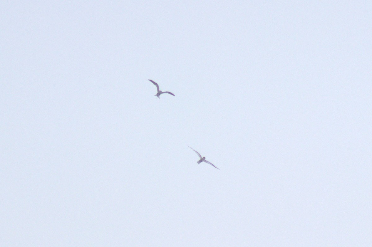 Least Tern - ML639236330
