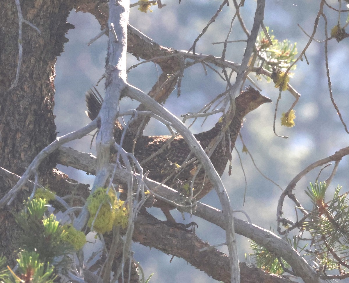 Sooty Grouse - ML639236361