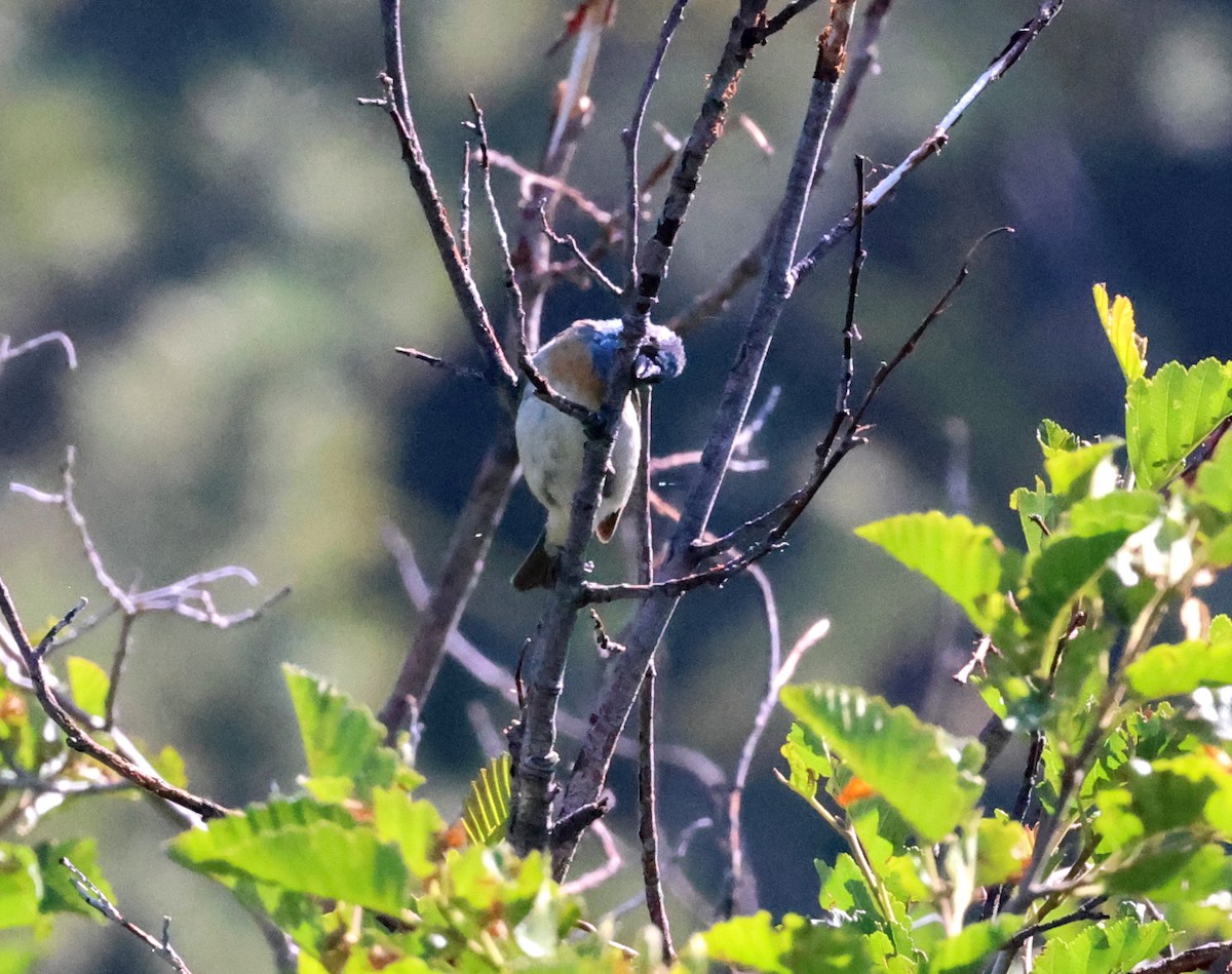 Lazuli Bunting - ML639236366