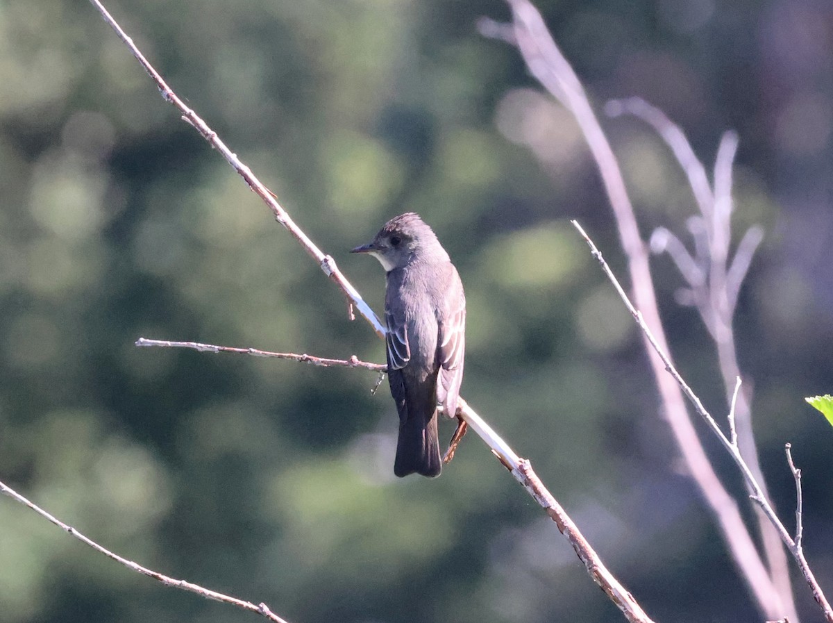 Western Wood-Pewee - ML639236375