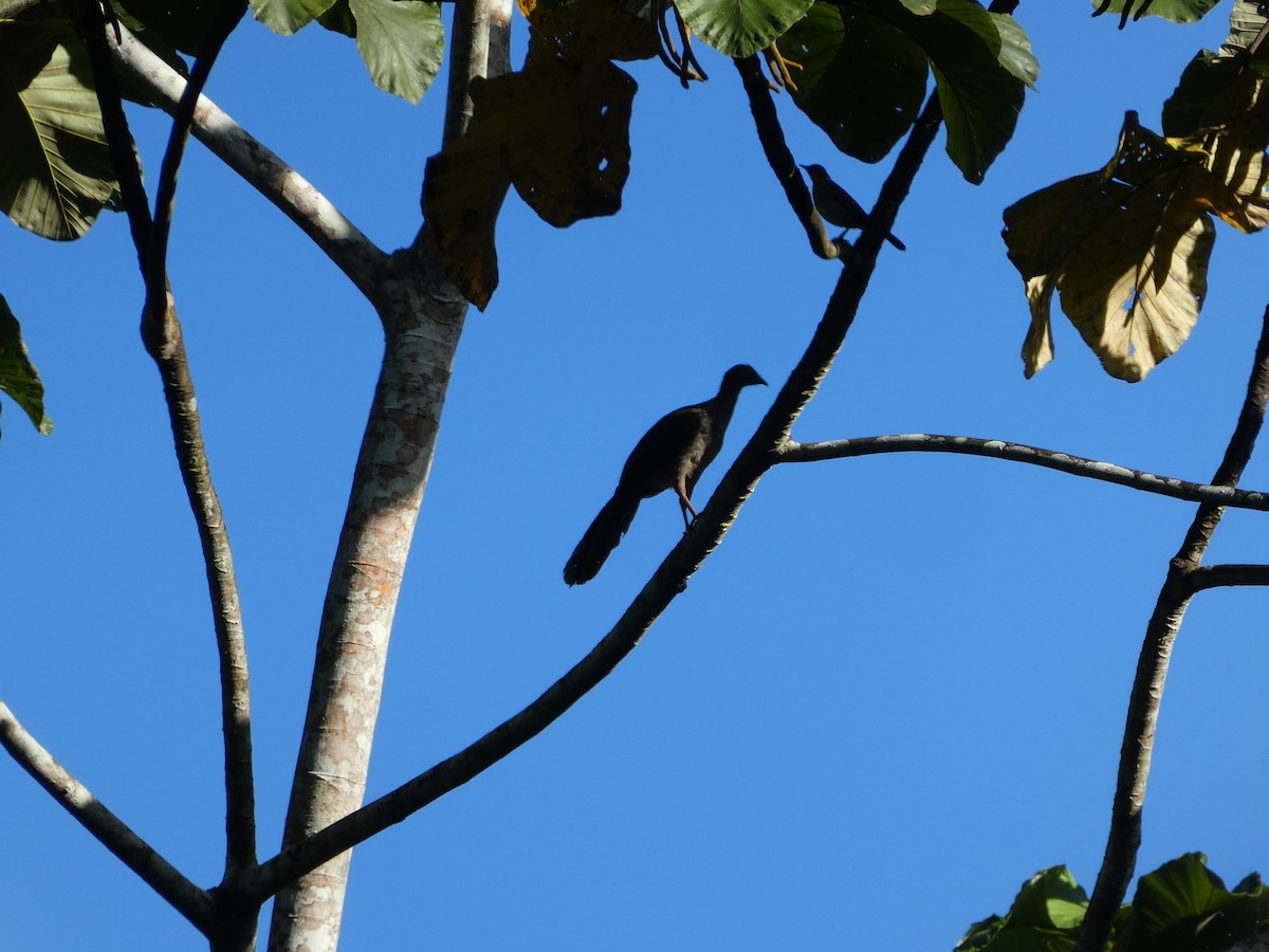 Speckled Chachalaca (Speckled) - ML639236408