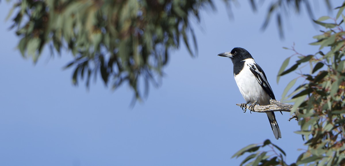 Pied Butcherbird - ML639236427