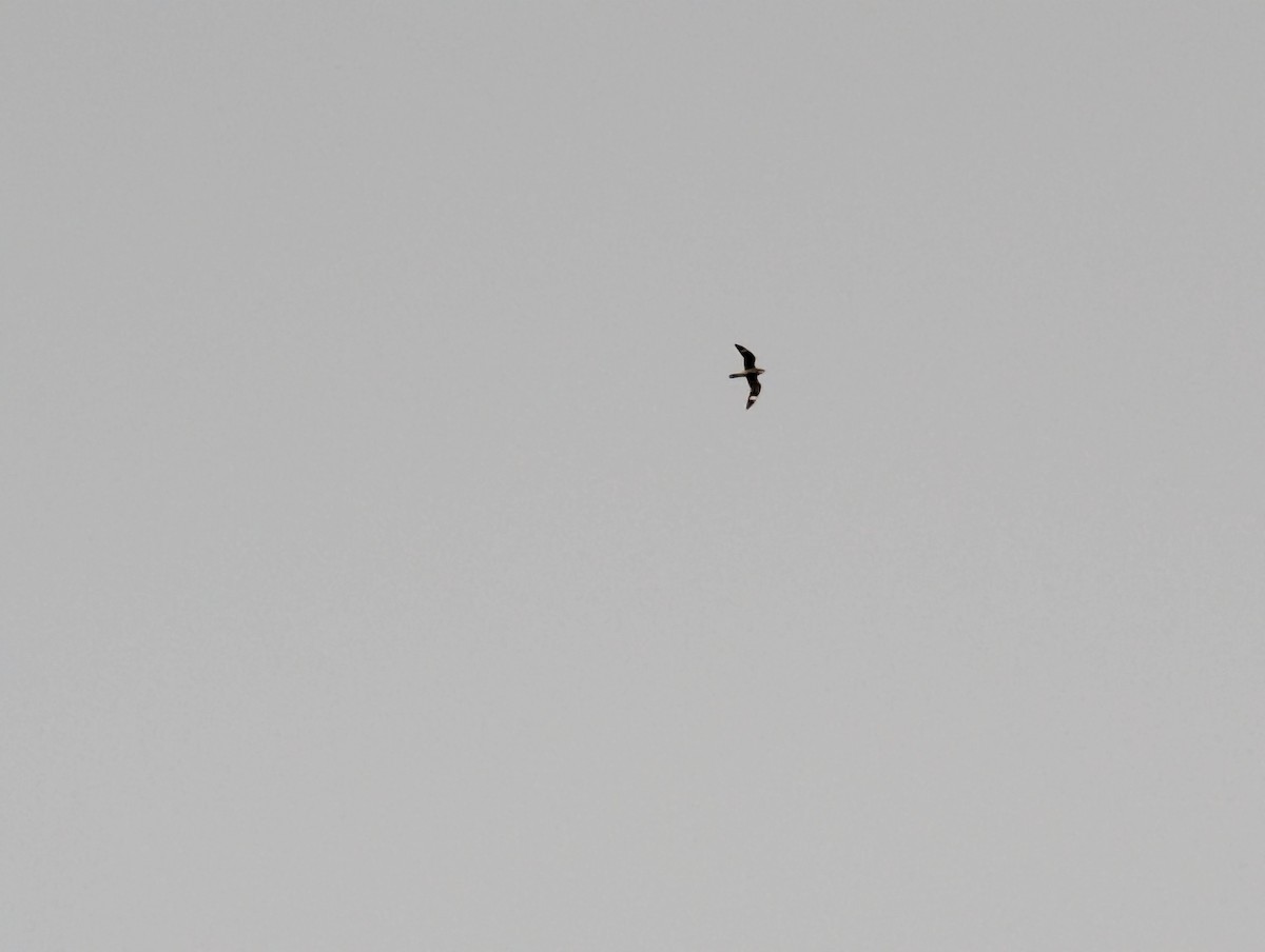 Common Nighthawk - ML639236439