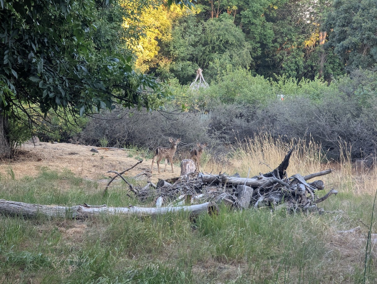 Mammals - ML639236442