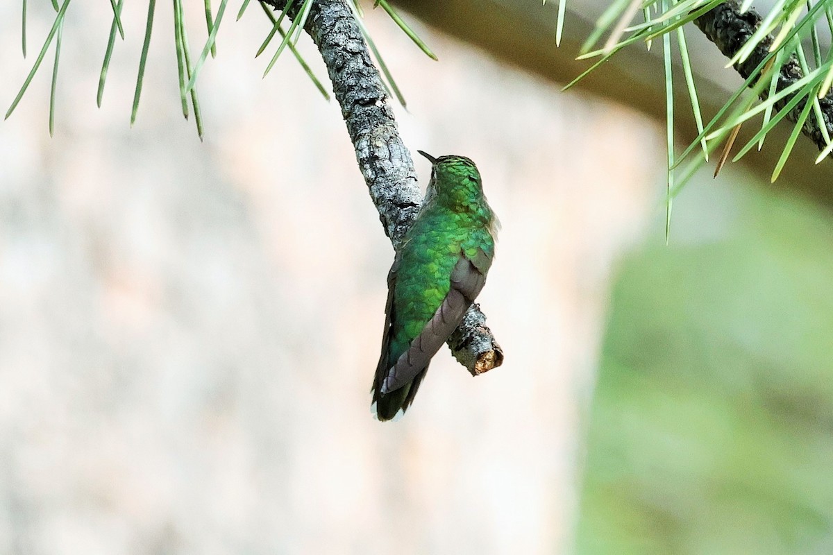 Broad-tailed Hummingbird - ML639236571