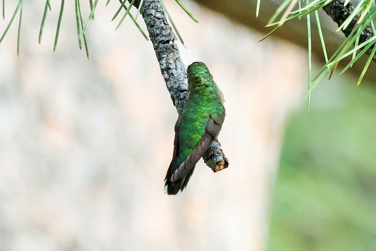 Broad-tailed Hummingbird - ML639236572