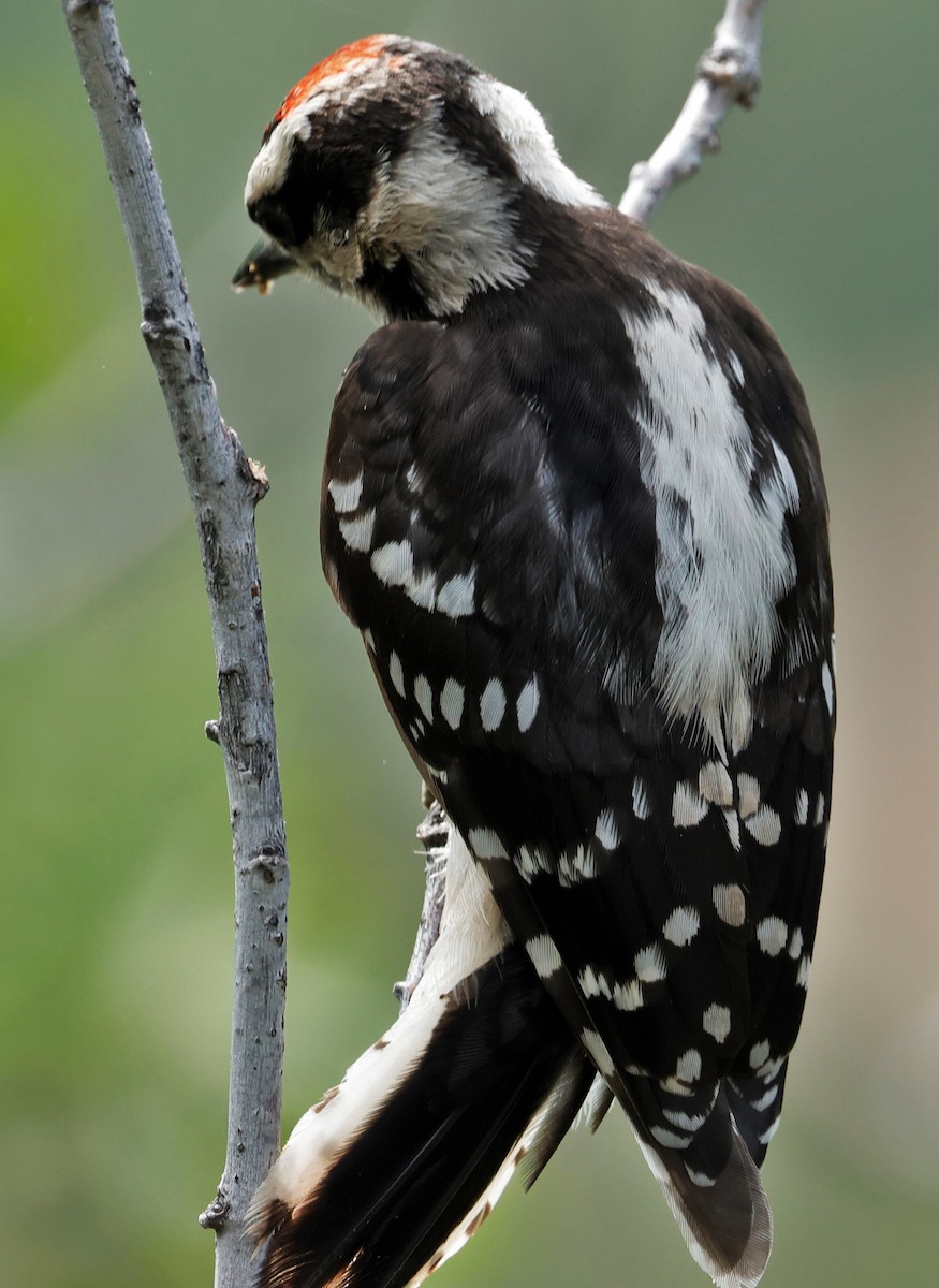 Downy Woodpecker - ML639236581