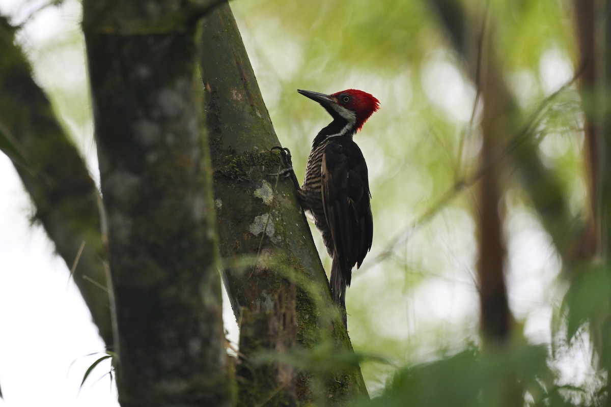 Guayaquil Woodpecker - ML639236591