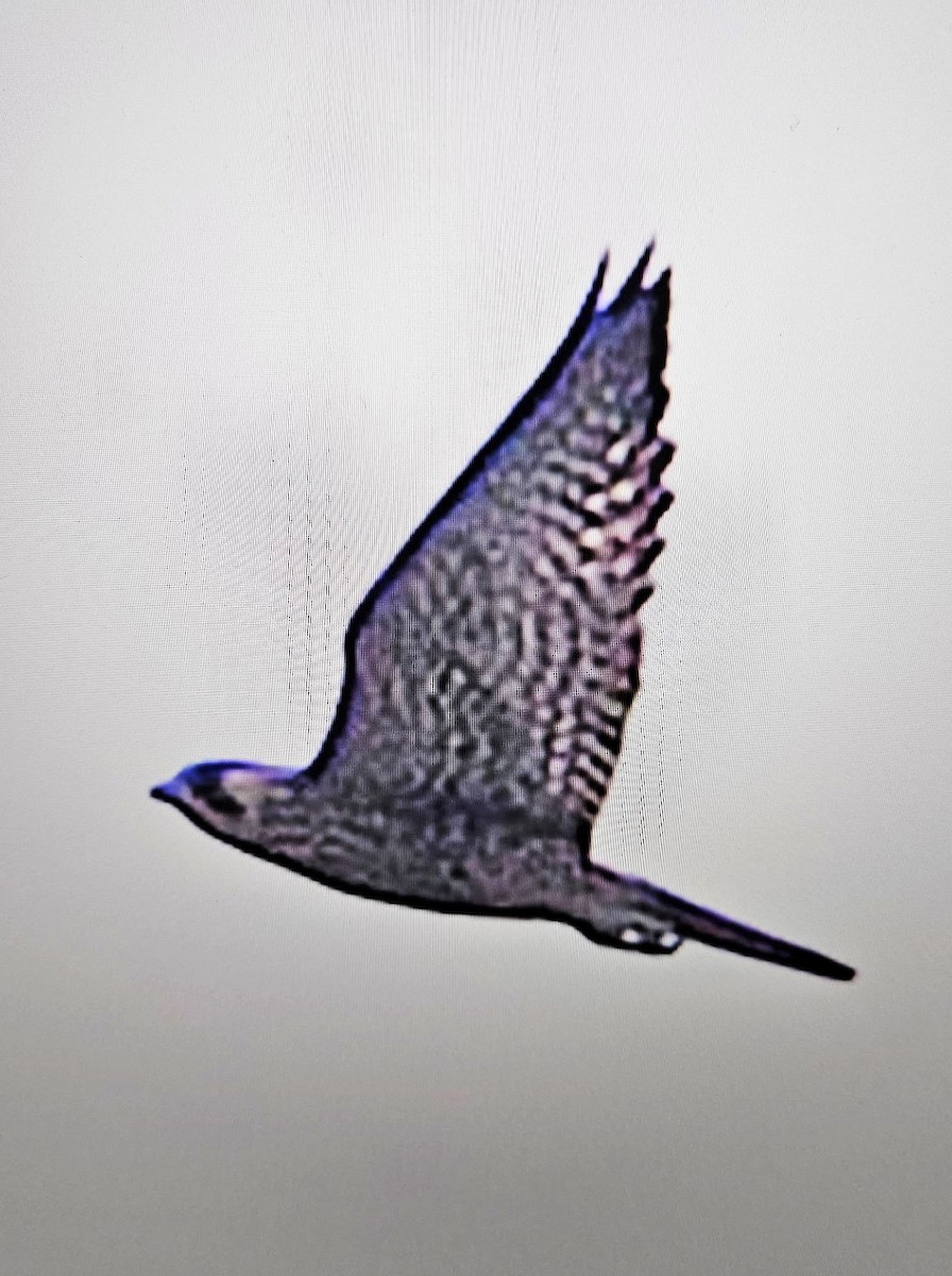 Эгэл шонхор - ML639236610
