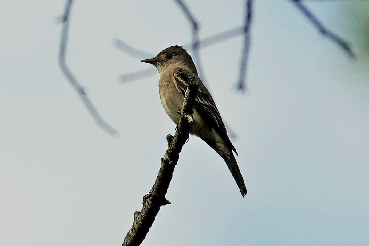 Western Wood-Pewee - ML639236617