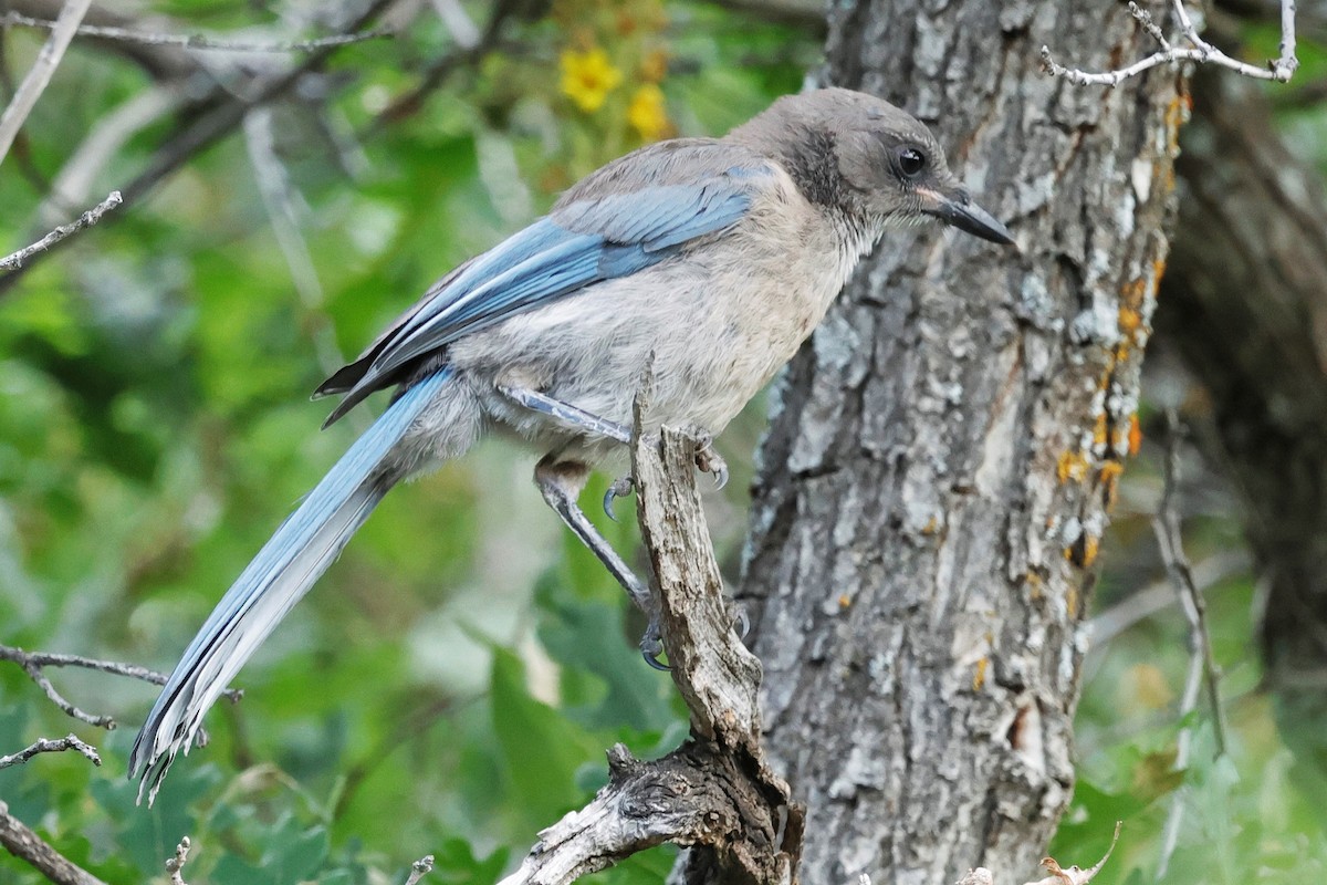 Woodhouse's Scrub-Jay - ML639236619