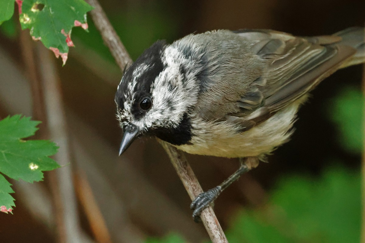 Mountain Chickadee - ML639236625