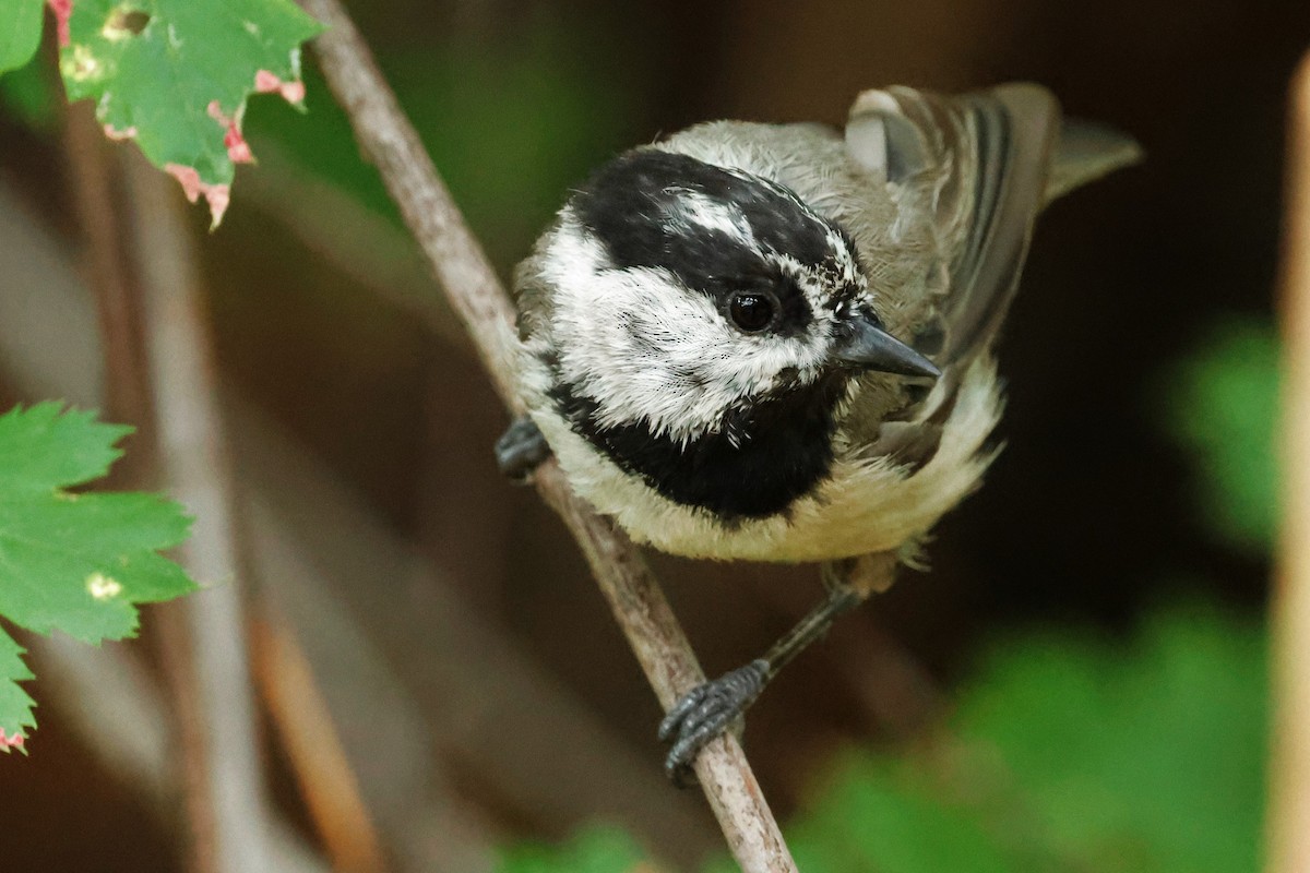 Mountain Chickadee - ML639236626