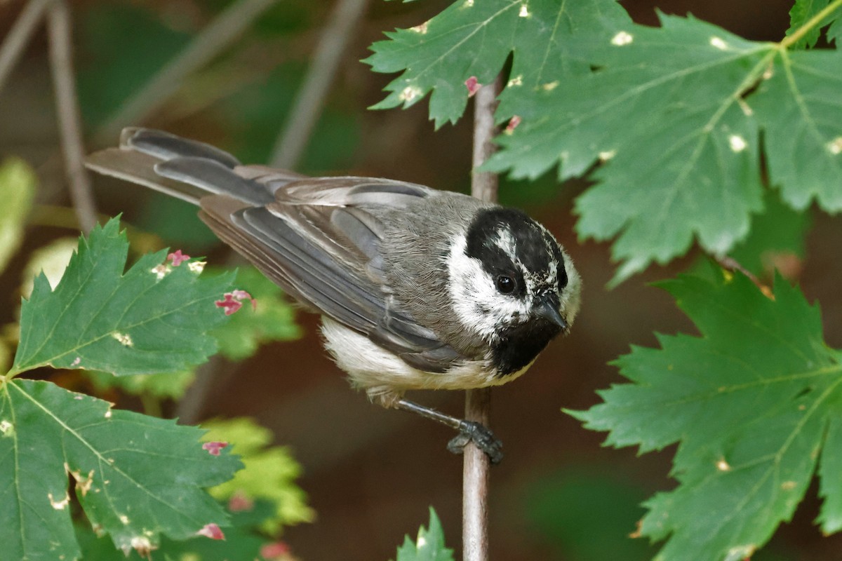 Mountain Chickadee - ML639236627